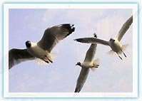 Bharatpur Bird Sanctuary 